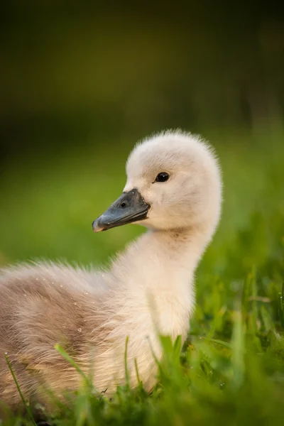 白鳥の子 — ストック写真