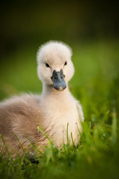 Cisne jovem — Fotografia de Stock