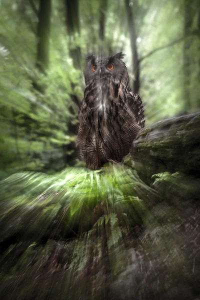 Búho águila — Foto de Stock