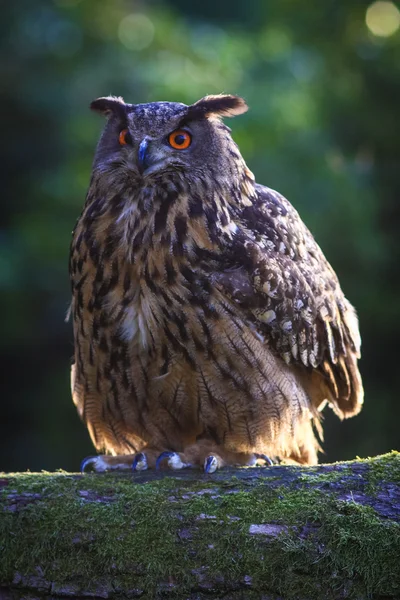 Oehoe — Stockfoto