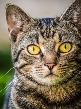 Kedi