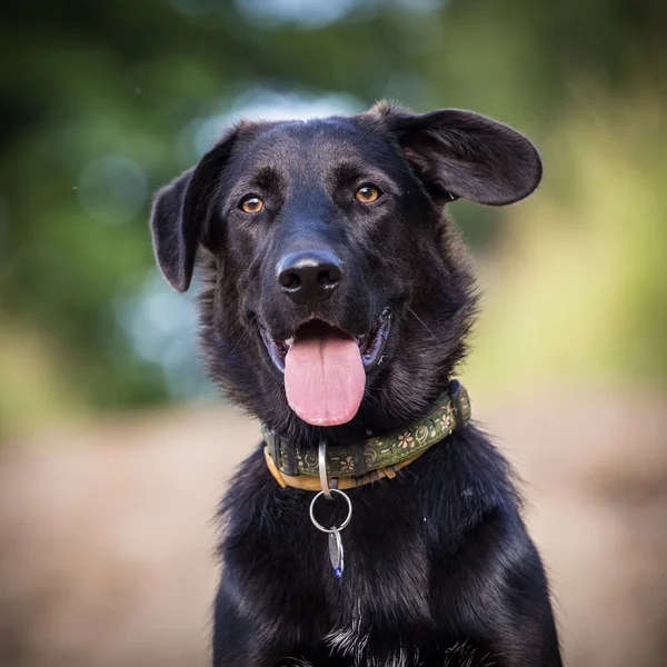 Siyah köpek — Stok fotoğraf