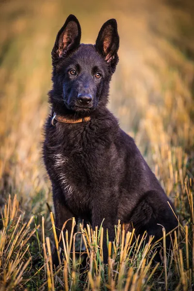 Чорний собака — стокове фото