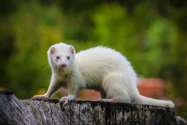 Musang — Stok Foto