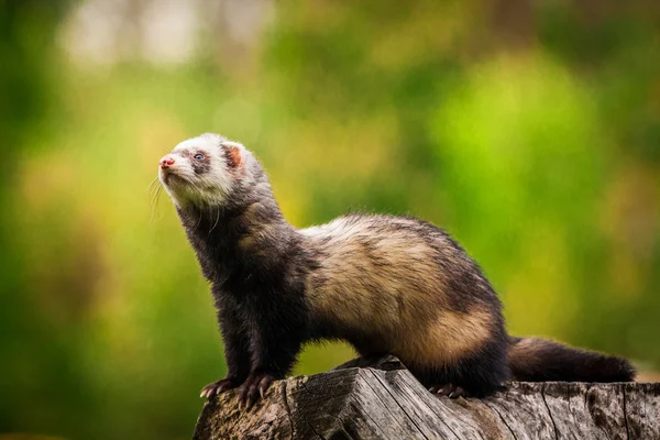 Ferret — Stock Photo, Image