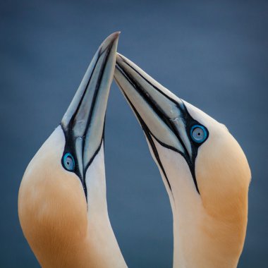 Kuzey gannet