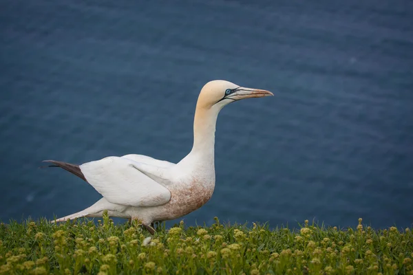 Basstölpel — Stockfoto