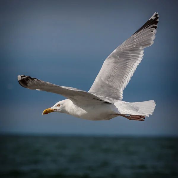 Fiskmås — Stockfoto