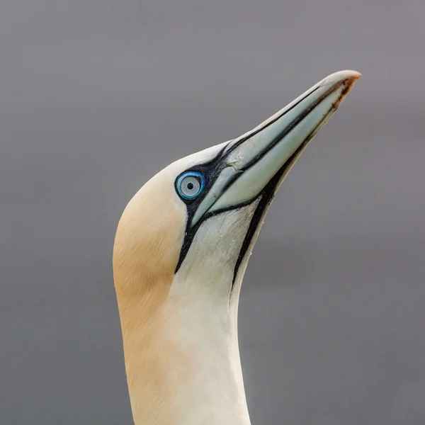 Basstölpel — Stockfoto