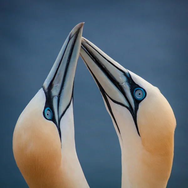 Basstölpel — Stockfoto