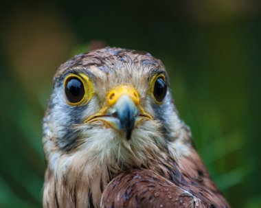 kartal