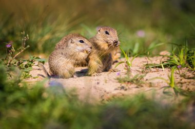 Altın mantled zemin sincap