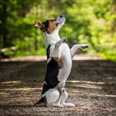 Köpek Jack Russel Terrier