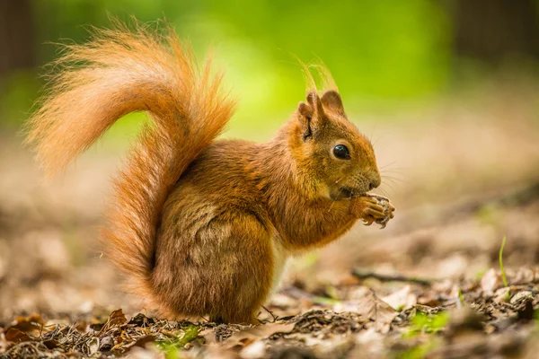 Squirrel — Stock Photo, Image