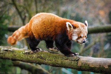 Kırmızı panda ayısı