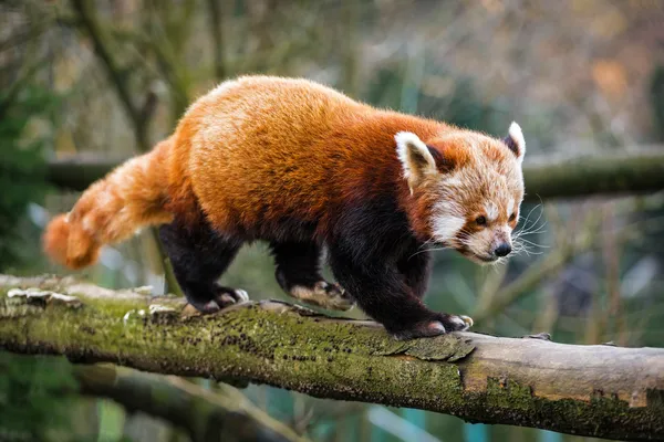 Red panda bear — Stock Photo, Image