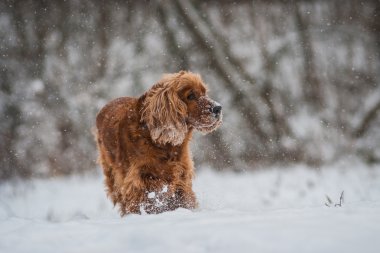 Köpek.