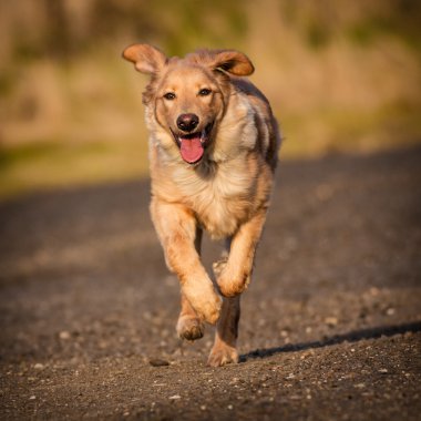 Köpek.