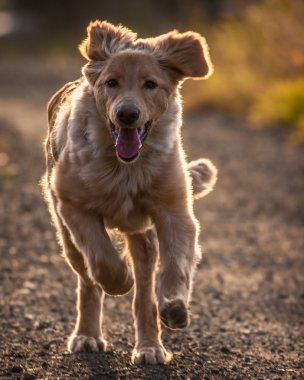 Köpek.