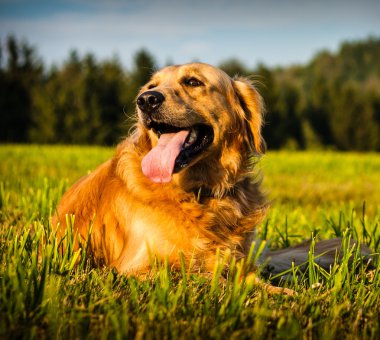 Köpek.