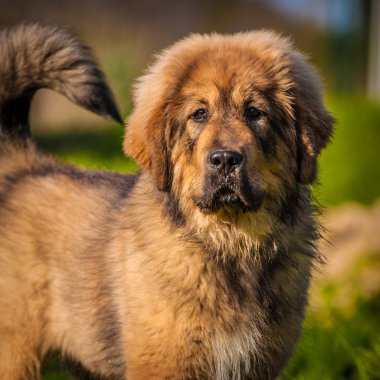 Köpek.