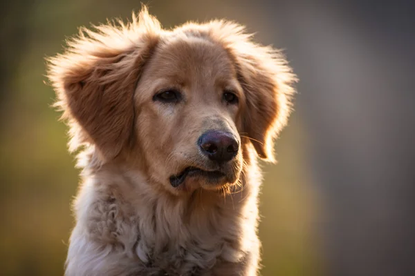 Hund — Stockfoto