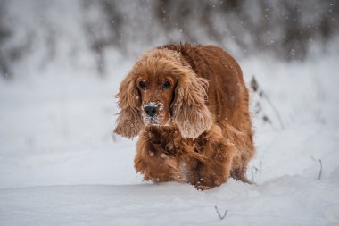 Köpek.