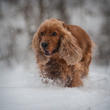 Köpek.