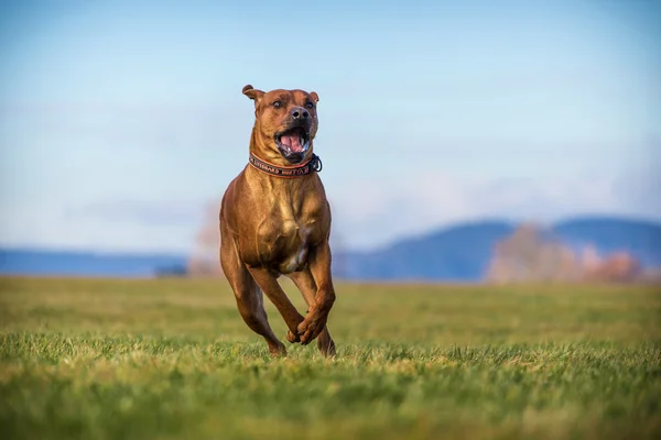 Ріджбек собака — стокове фото