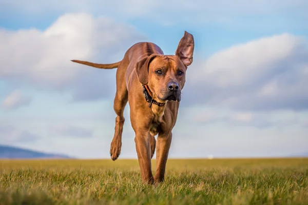 Ridgeback perro — Foto de Stock