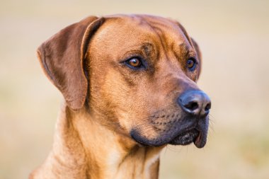 Ridgeback köpek