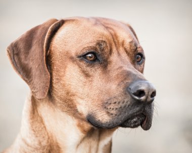 Ridgeback dog clipart