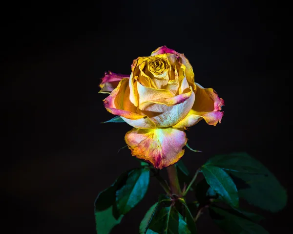 Gelbe Rosen — Stockfoto