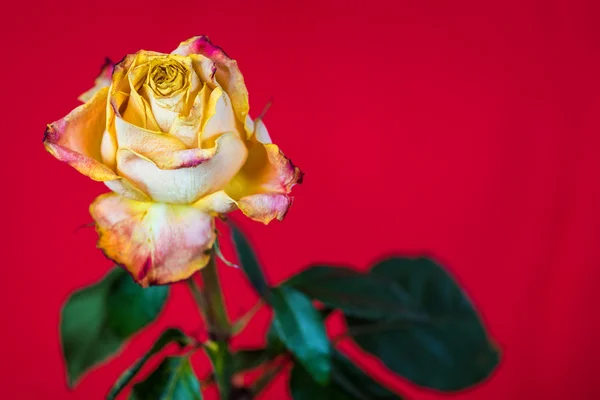 Gelbe Rosen — Stockfoto