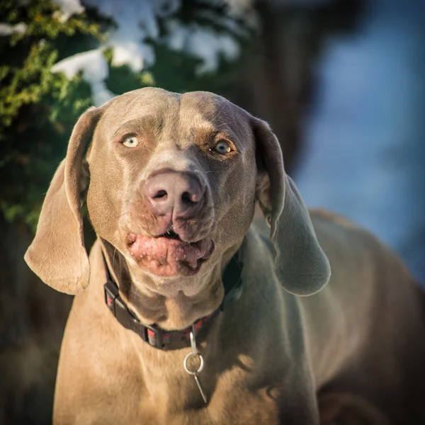 Chocolate dog — Stock Photo, Image