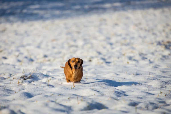 雪地里的狗 — 图库照片