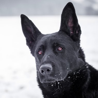 Alman çoban köpeği.