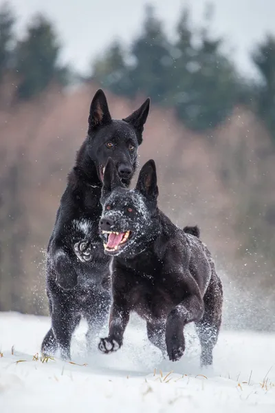 German Shepherd Dogs — Stock Photo, Image