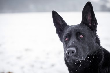 Alman çoban köpeği.