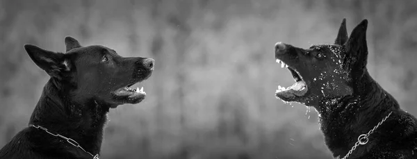 Cão pastor alemão — Fotografia de Stock