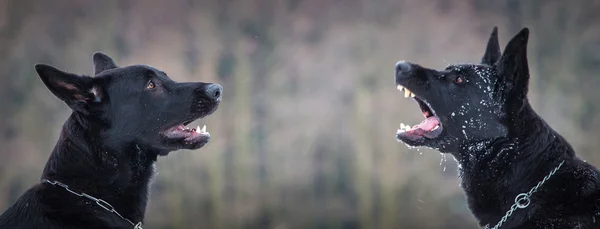 양치기 개 — 스톡 사진