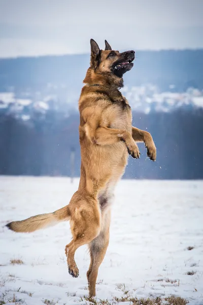 Alman çoban köpeği. — Stok fotoğraf