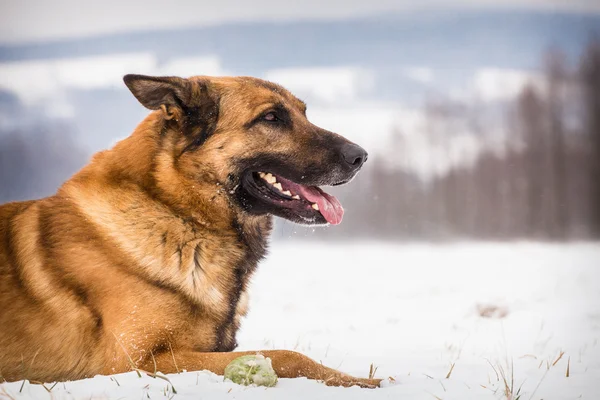 Chien berger allemand avec une balle de tennis — Photo