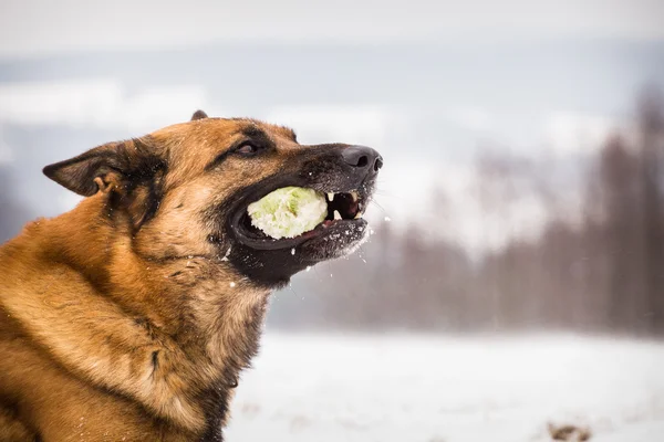 Německého ovčáka s tenisový míček — Stock fotografie