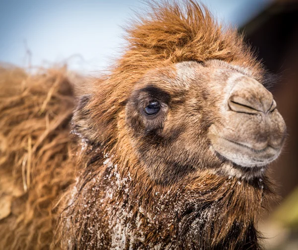 Camel — Stock Photo, Image