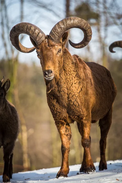 Capricorn — Stock Photo, Image