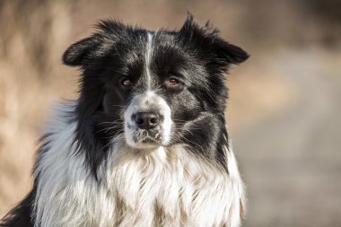 sınır collie köpek