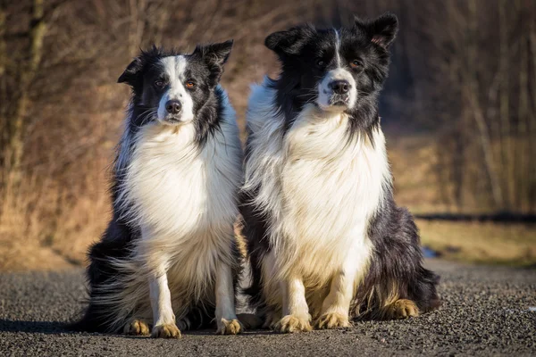 Bordercollie honden — Stockfoto