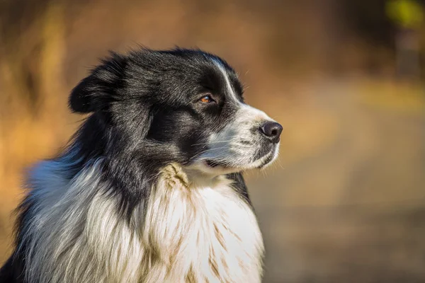 Σύνορα ποιμενικού σκύλου σκύλος — Φωτογραφία Αρχείου