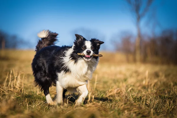 Collie fronterizo Fotos de stock libres de derechos